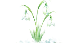 1月-スノードロップの水彩イラスト | イラストレーター時々雨