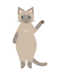 猫動画素材