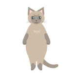 猫フリー素材