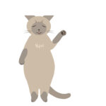 猫動画素材